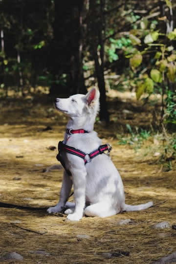 training your dog for obedience