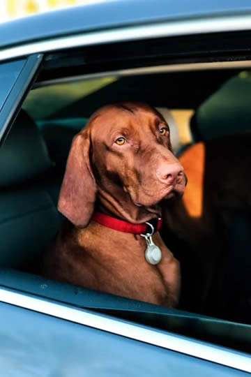 dog in car