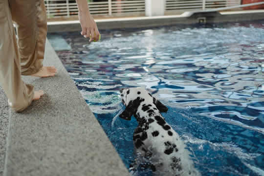 Dog in Pool