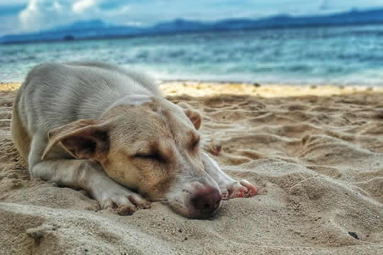 dog on beach